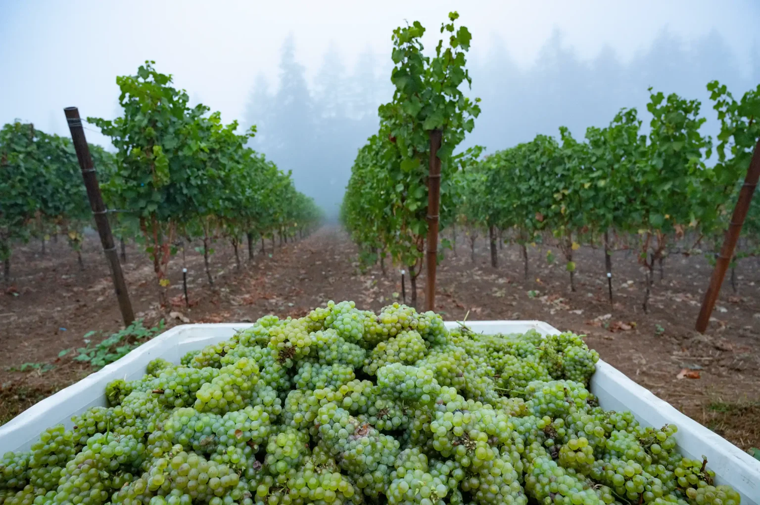 Grapes in vineyard at harvest