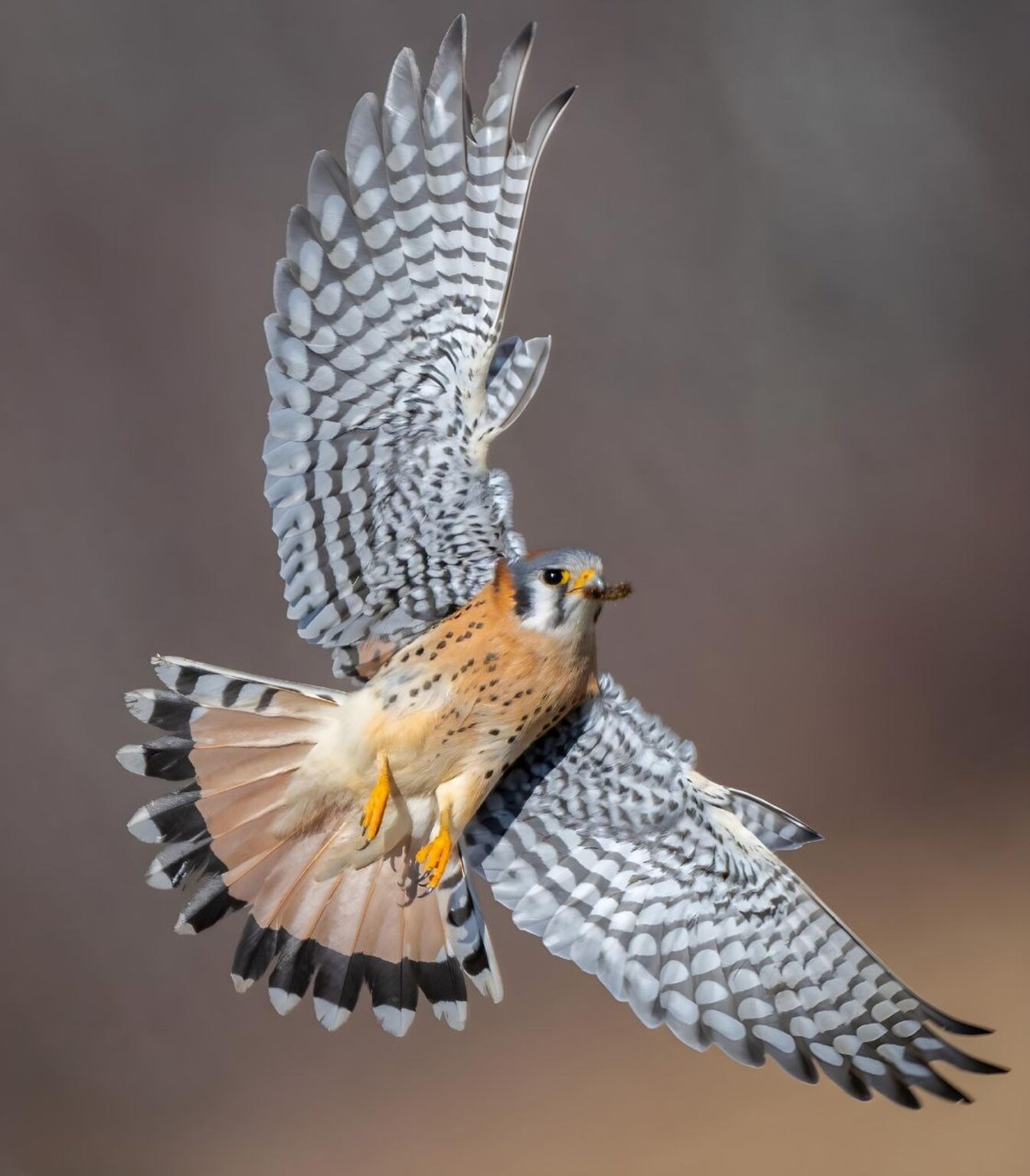 A bird with spotted wings and a reddish-brown body is captured mid-flight against a blurred background.