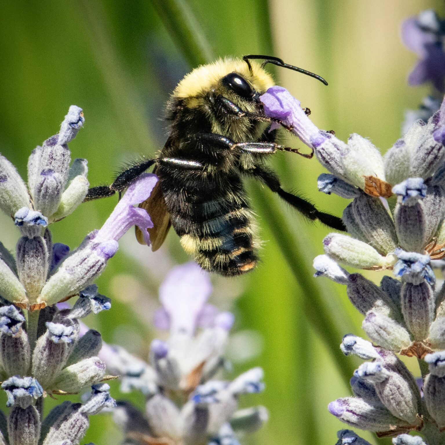 Bee on lavender