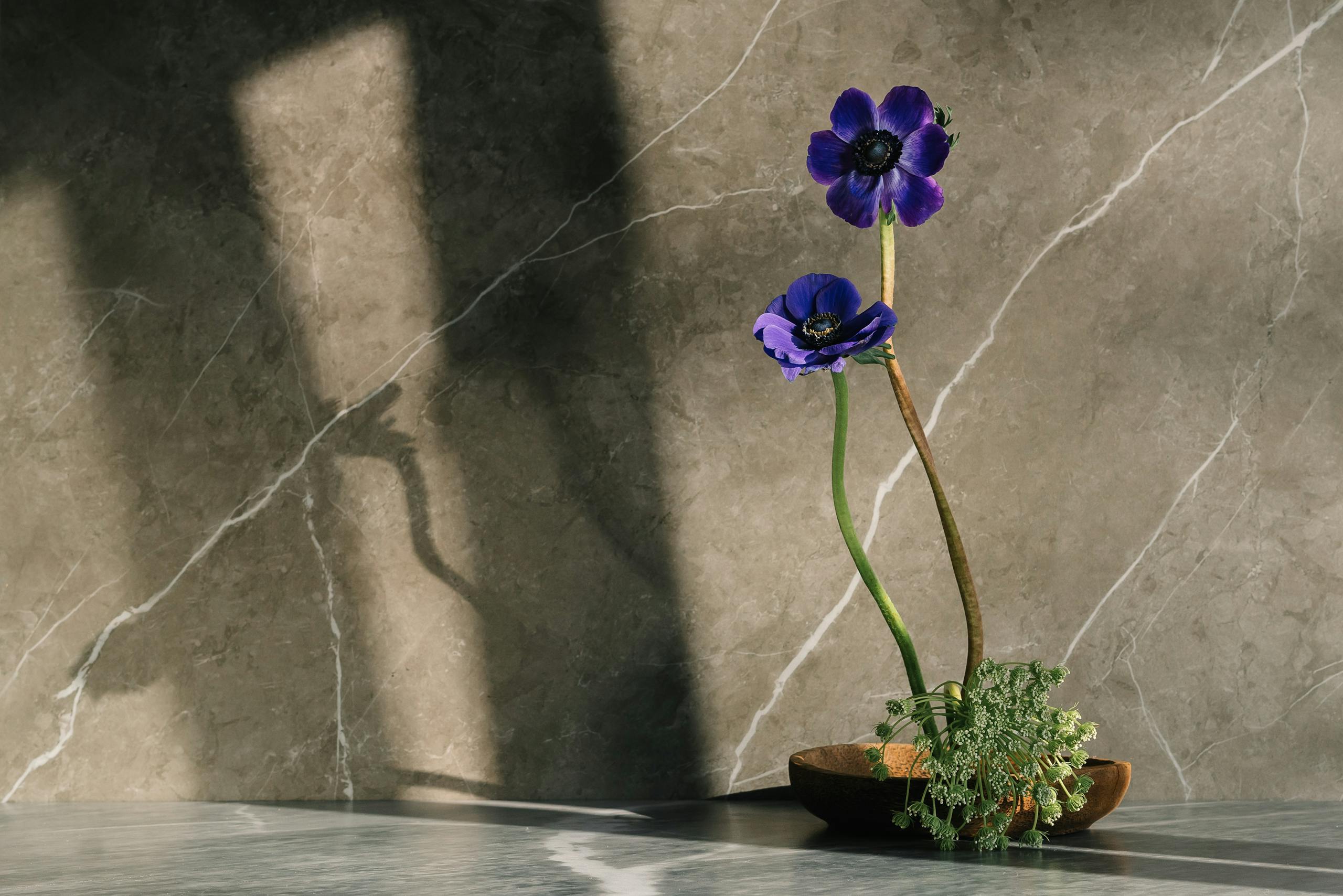 Artistic still life of purple anemones in vase casting shadows on marble surface.